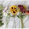 sunflower20198